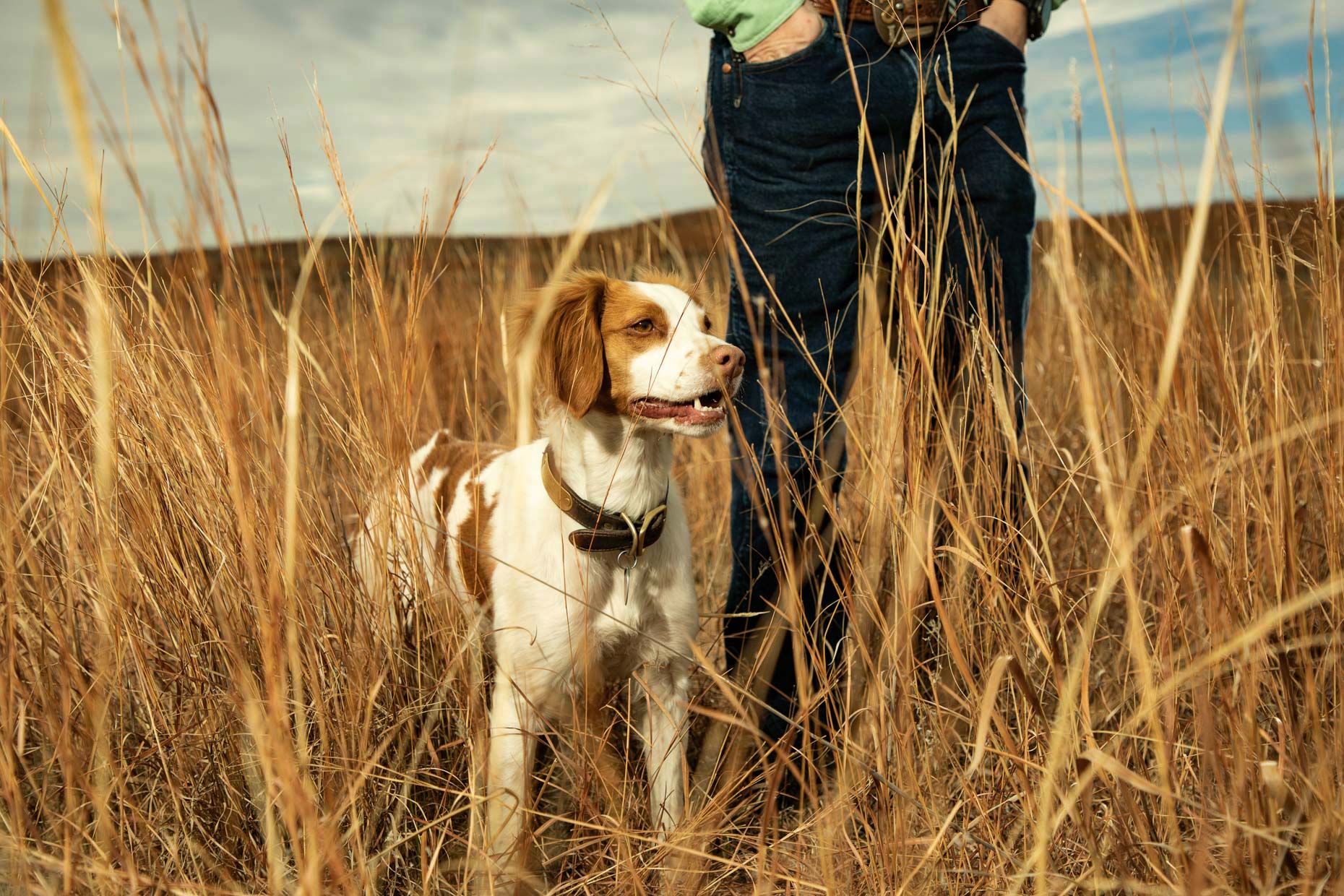 Brittany Spaniel Sage stands in a growth of Indian Grass in North Texas. 