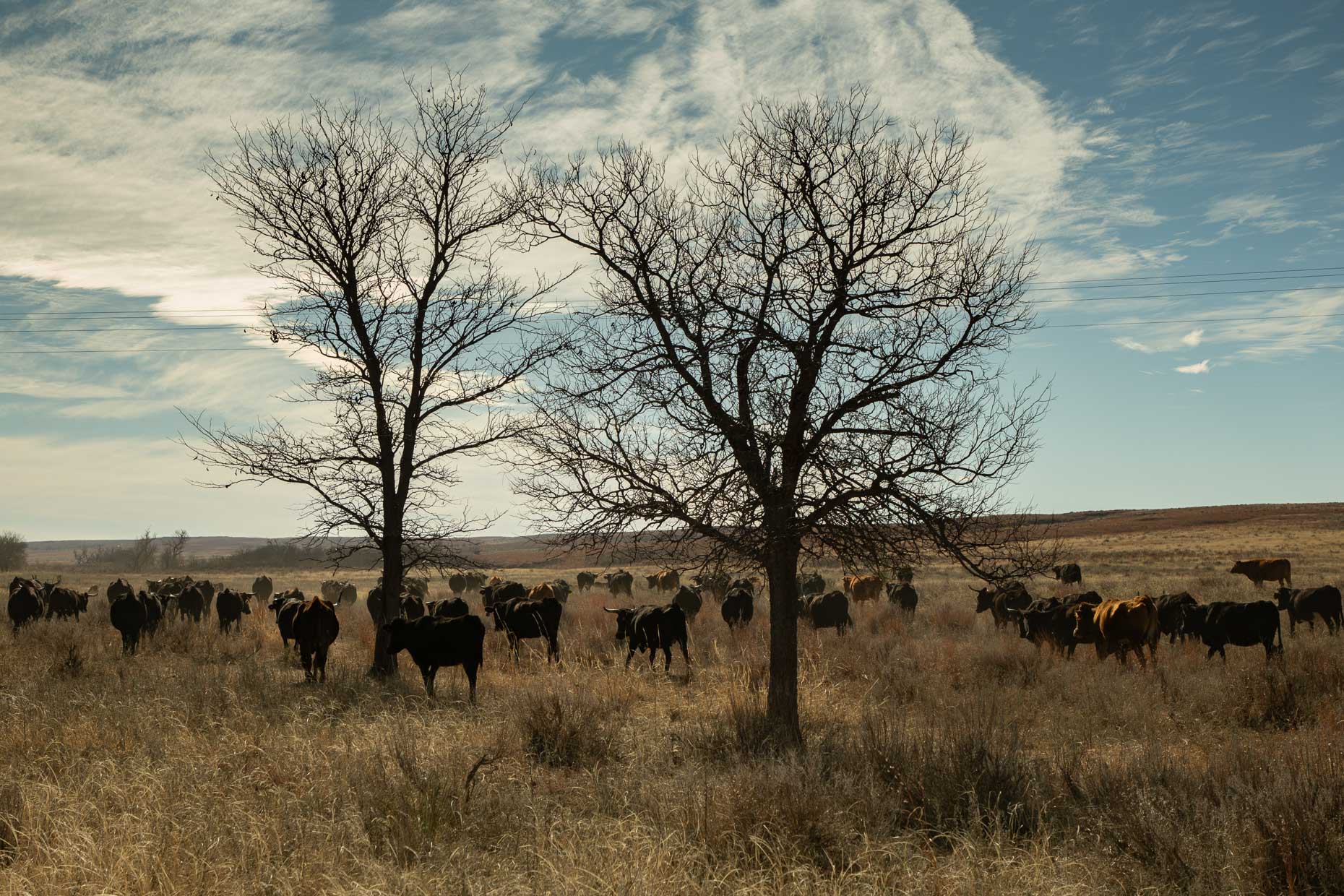 Corriente cattle scatter to pasture after intensive foraging on a farm in Canadian, Texas. Brett Deering Photography for The New York Times