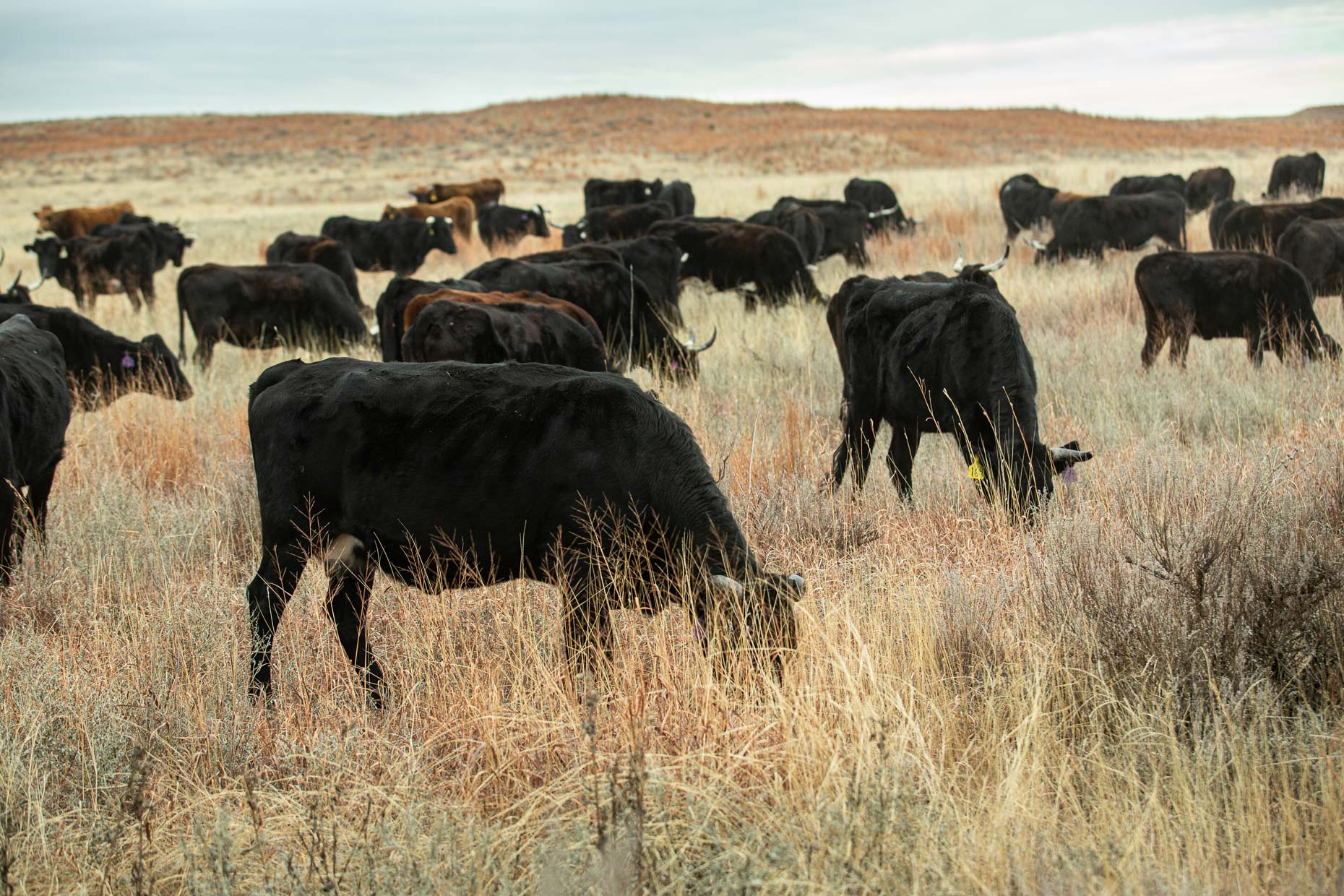 Cattle graze in North Texas at Needmore Creek Ranch. Brett Deering Photography