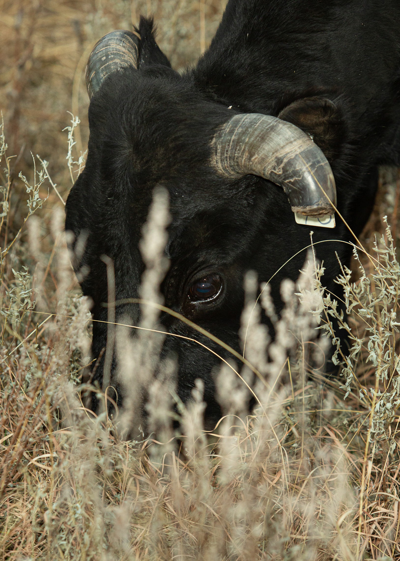 Close up portrait of a corriente cow foraging in Texas. Brett Deering