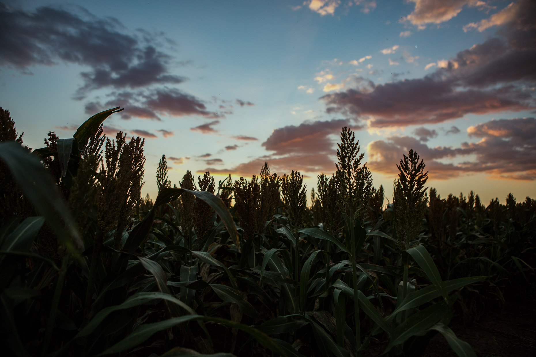 Sunset photo of milo growing in Texas. Brett Deering Photography